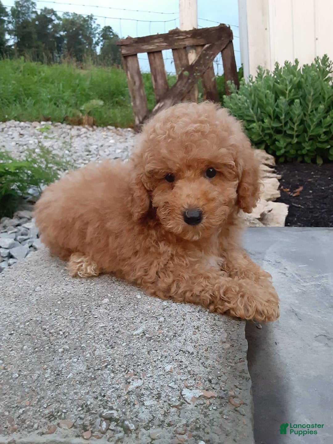 Bichpoo dogs for sale: Benson - Image 8