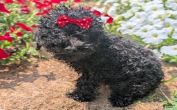 Toy Poodle dogs for sale: Ember - Image 5