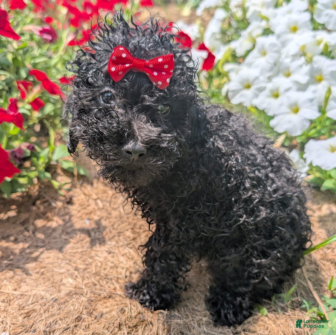 Toy Poodle dogs for sale: Ember - Image 5