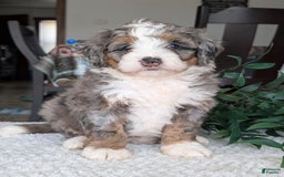 Mini Bernedoodle dogs for sale: Allie - Image 22