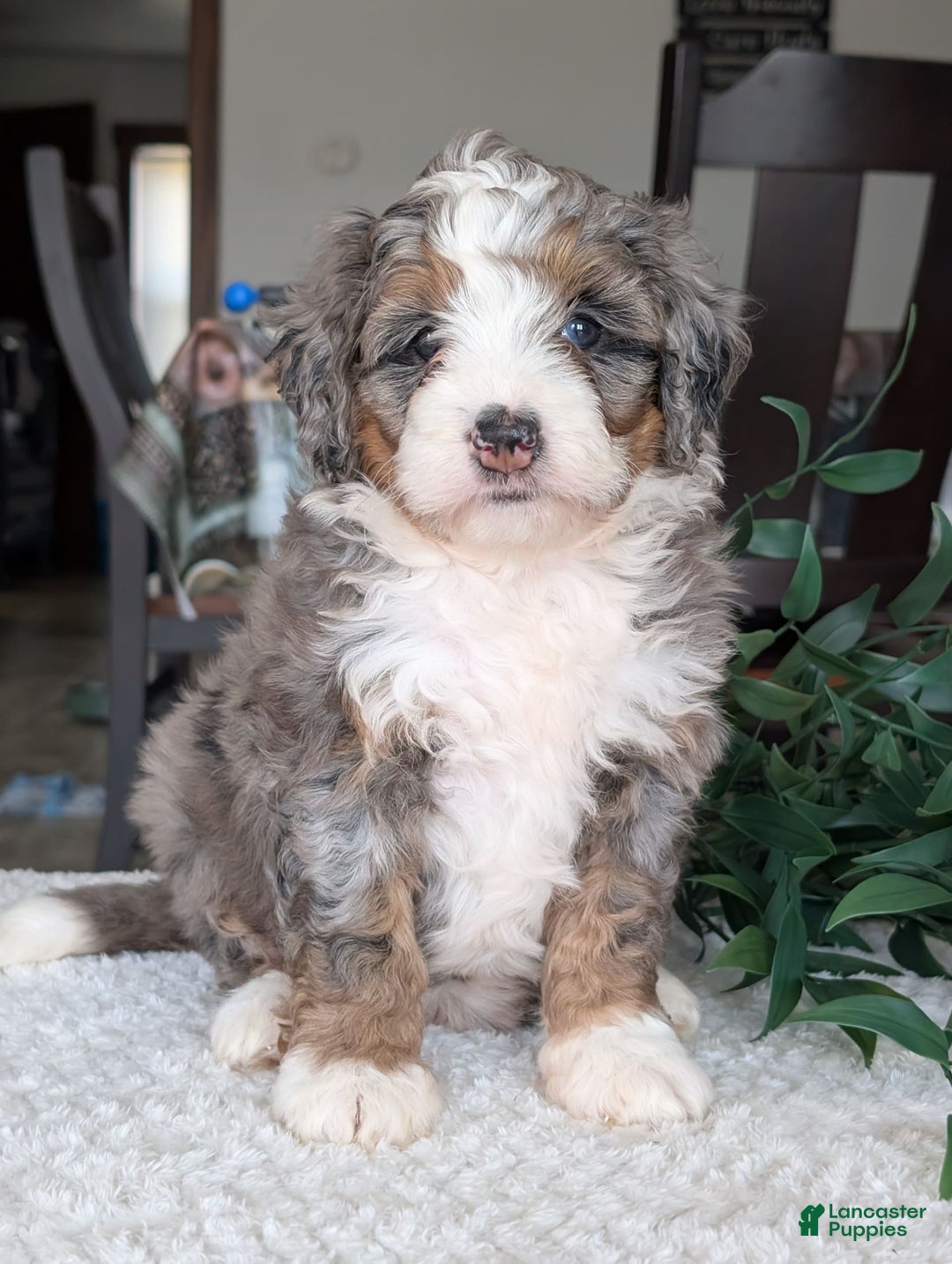 Mini Bernedoodle dogs for sale: Allie - Image 22