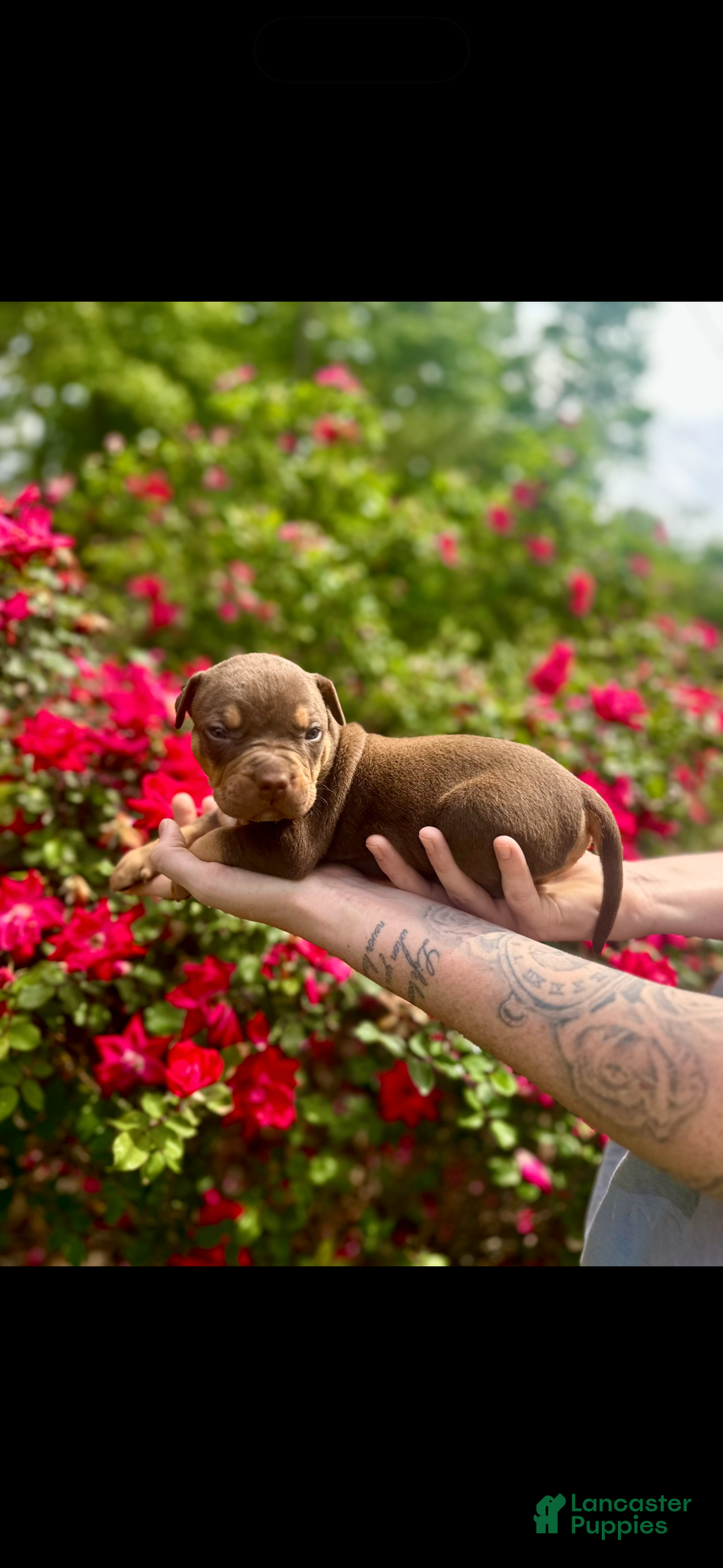 American Bully dogs for sale: Ms Rose - Image 4