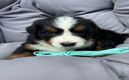 Bernese Mountain Dog dogs for sale: Aqua - Image 6