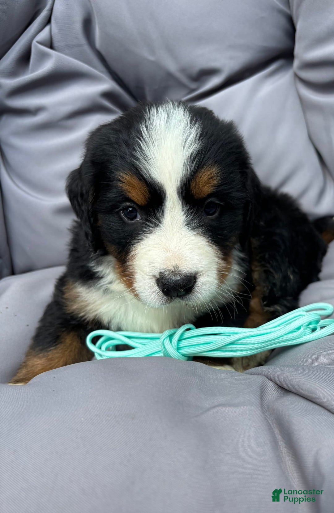 Bernese Mountain Dog dogs for sale: Aqua - Image 6