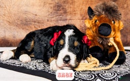 Bernedoodle dogs for sale: Sage - Image 5