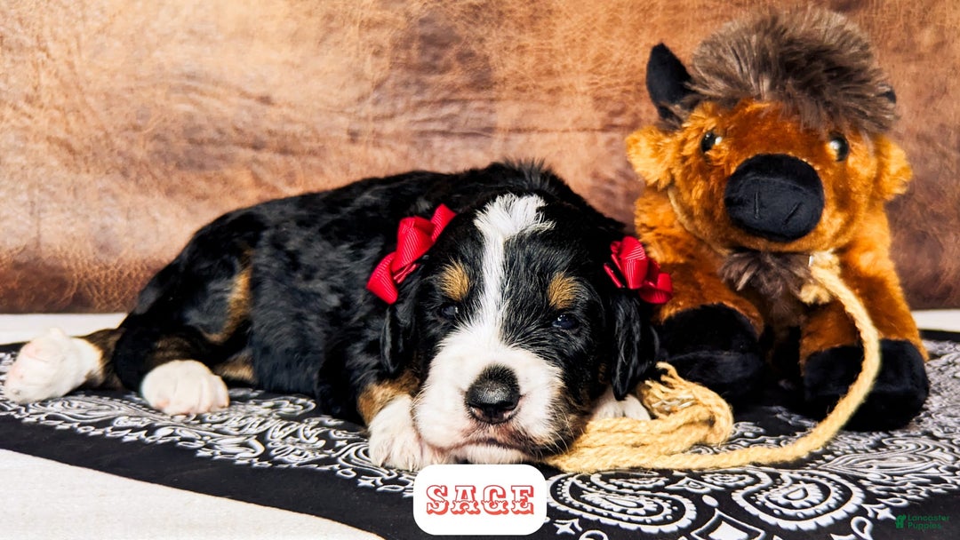 Bernedoodle dogs for sale: Sage - Image 5