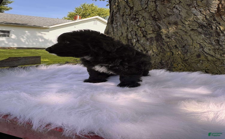 Aussiedoodle dogs - Advert 1