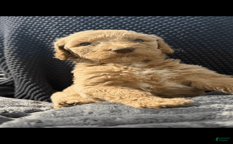Goldendoodle dogs for sale - Ad 2