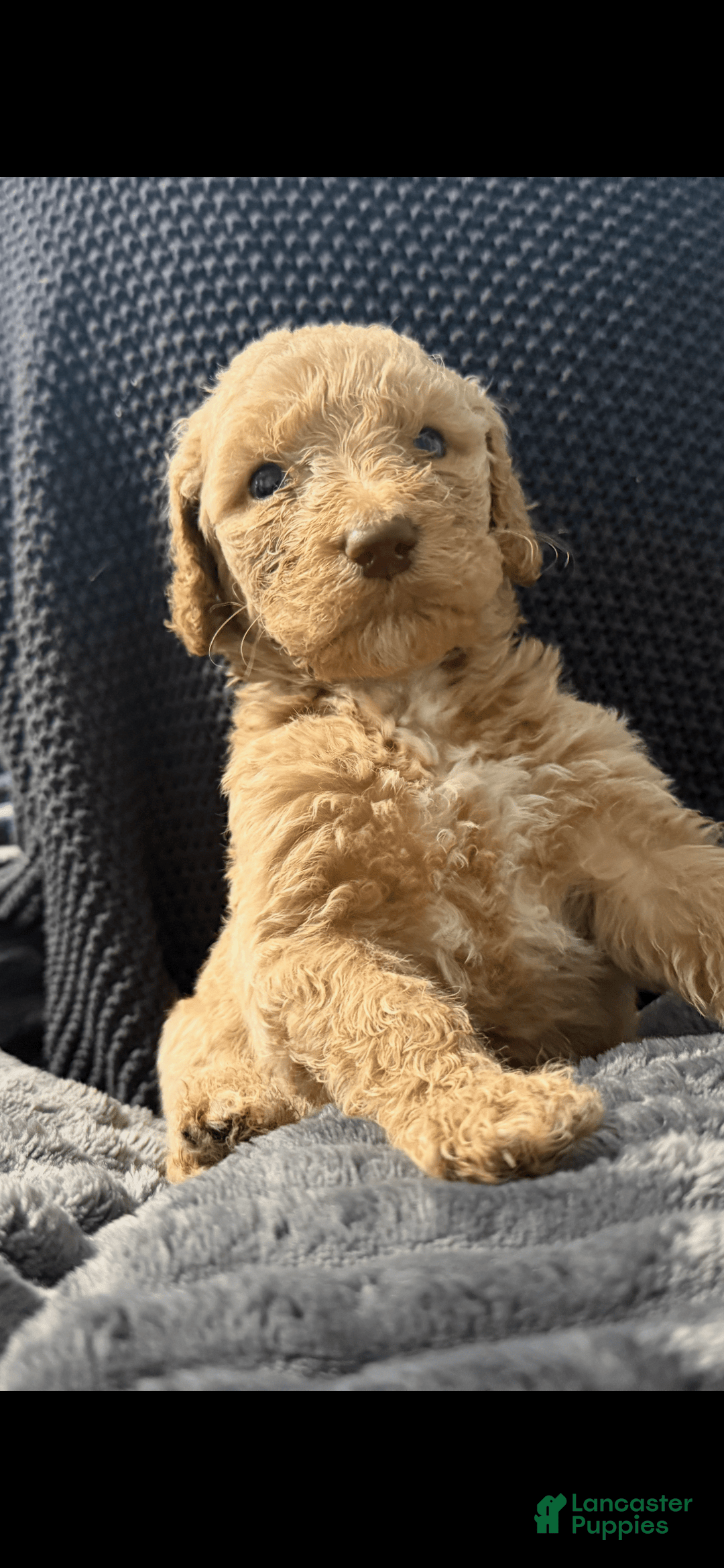 Goldendoodle dogs for sale: Puppy1 - Image 1