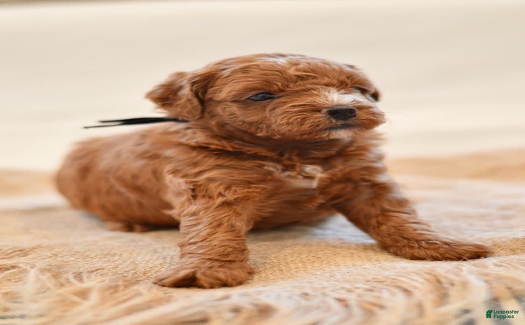 Goldendoodle dogs for sale - Ad 3