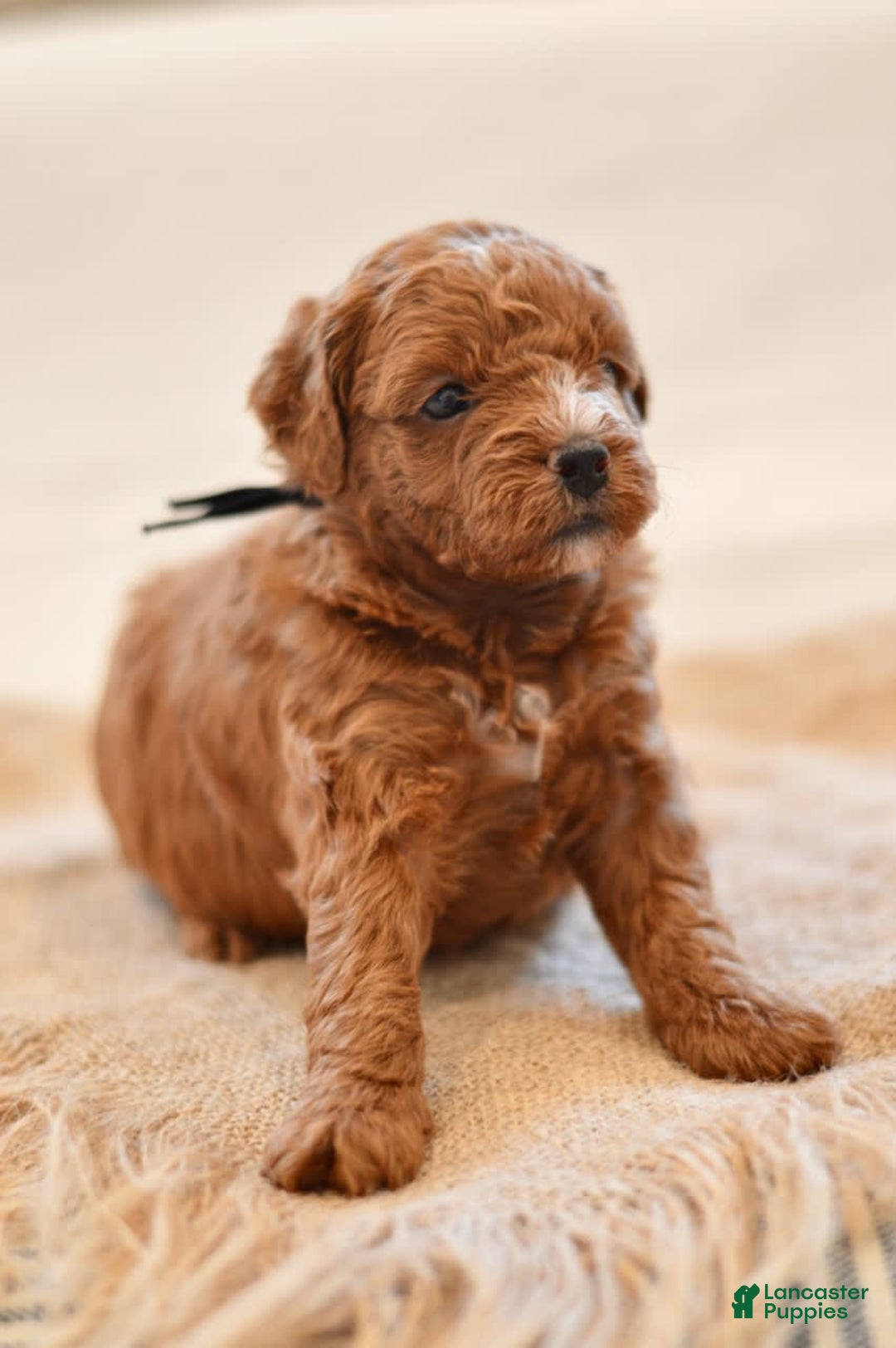 Goldendoodle dogs for sale: Yosemite - Image 1