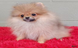 Pomeranian dogs for sale: Tiny poppy - Image 10