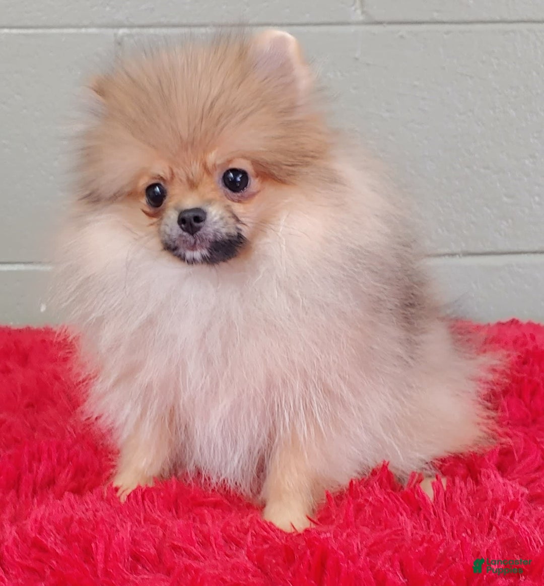 Pomeranian dogs for sale: Tiny poppy - Image 10