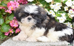 Shih Tzu dogs for sale: Debbie - Image 6