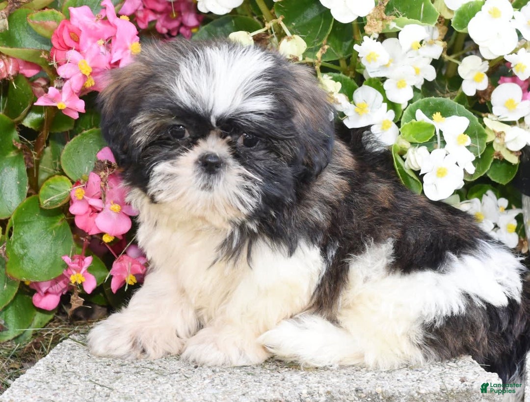 Shih Tzu dogs for sale: Debbie - Image 6