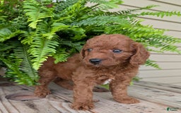 Mini Goldendoodle dogs for sale: Mini -coner - Image 36