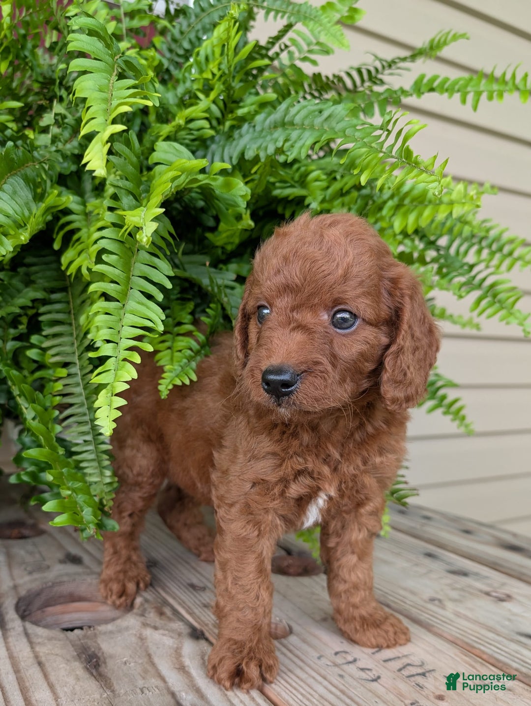 Mini Goldendoodle dogs for sale: Mini -coner - Image 36