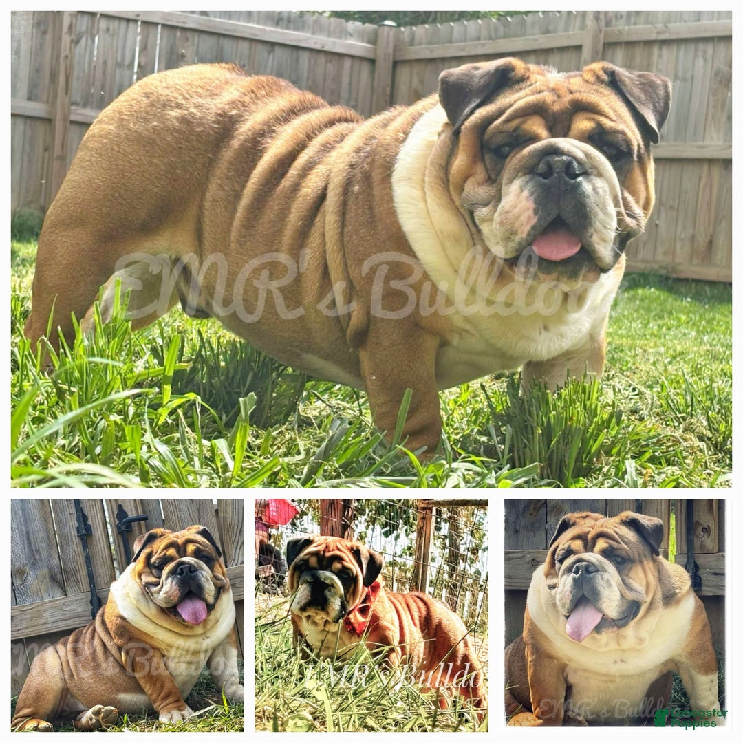 English Bulldog dogs for sale: Ozzy - Image 19