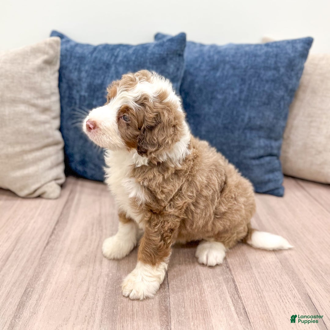 Mini Bernedoodle dogs for sale: Bear - Image 3