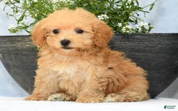 Havapoo dogs for sale: Mocha - Image 4