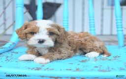 Cavapoo dogs for sale: Action - Image 4