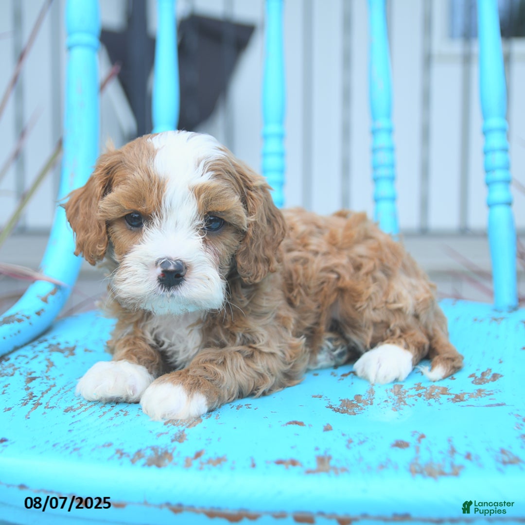 Cavapoo dogs for sale: Action - Image 4