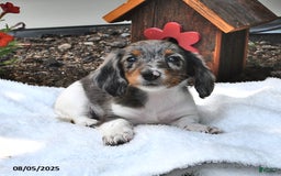 Miniature Dachshund dogs for sale: Mitzy - Image 4