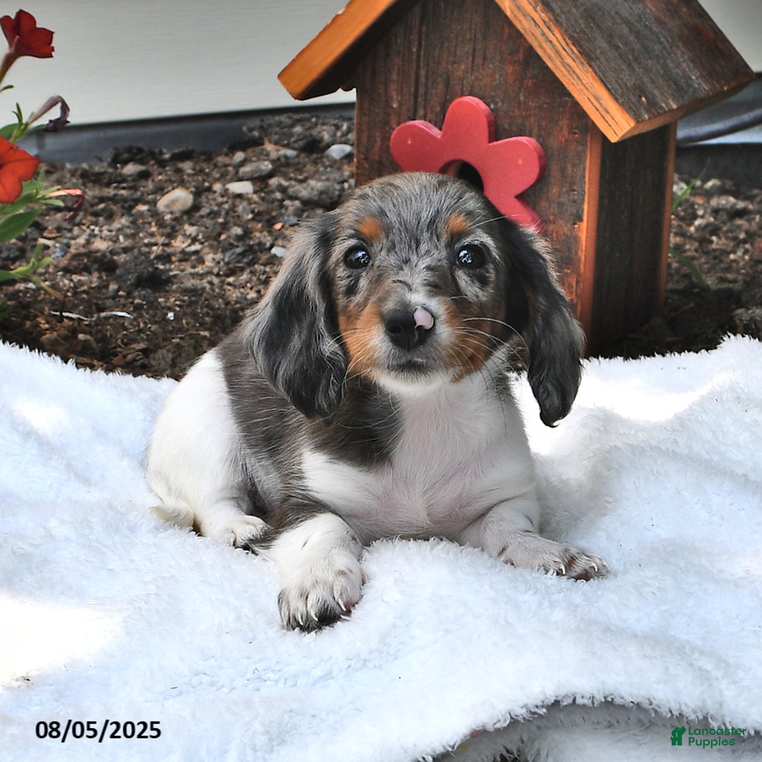 Miniature Dachshund dogs for sale: Mitzy - Image 4