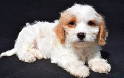Cavachon dogs for sale: Bruce - Image 2