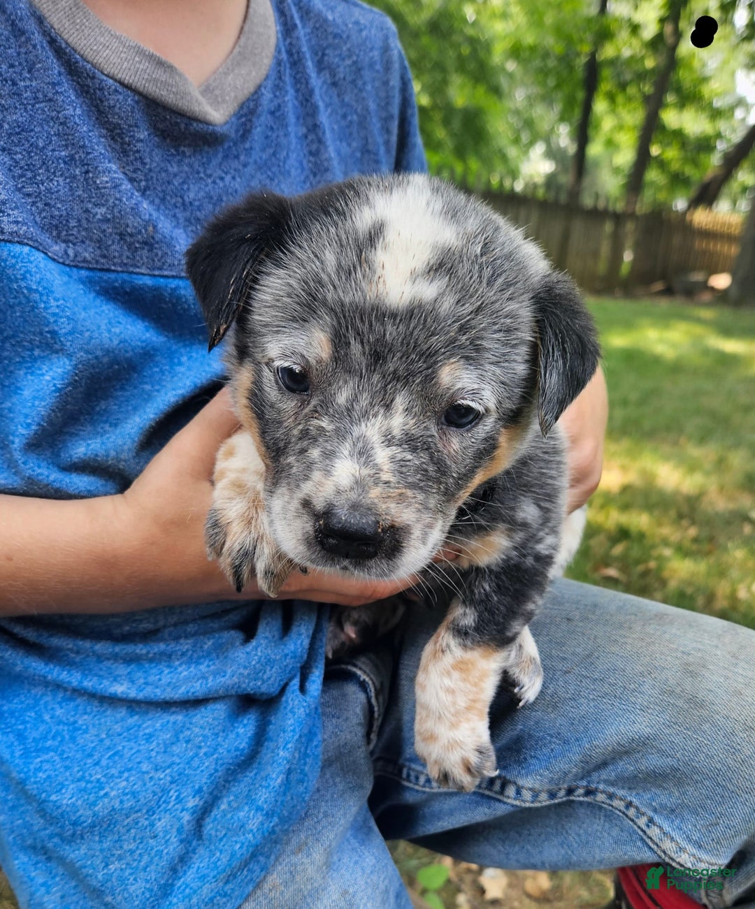 Australian Cattle Dog dogs for sale: Cooper - Image 1