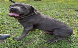 Cane Corso dogs for sale: Ace - Image 6