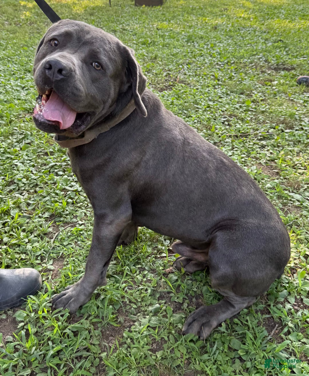 Cane Corso dogs for sale: Ace - Image 6