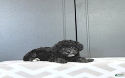 Miniature Poodle dogs for sale: Tessa Extra Small - Image 1