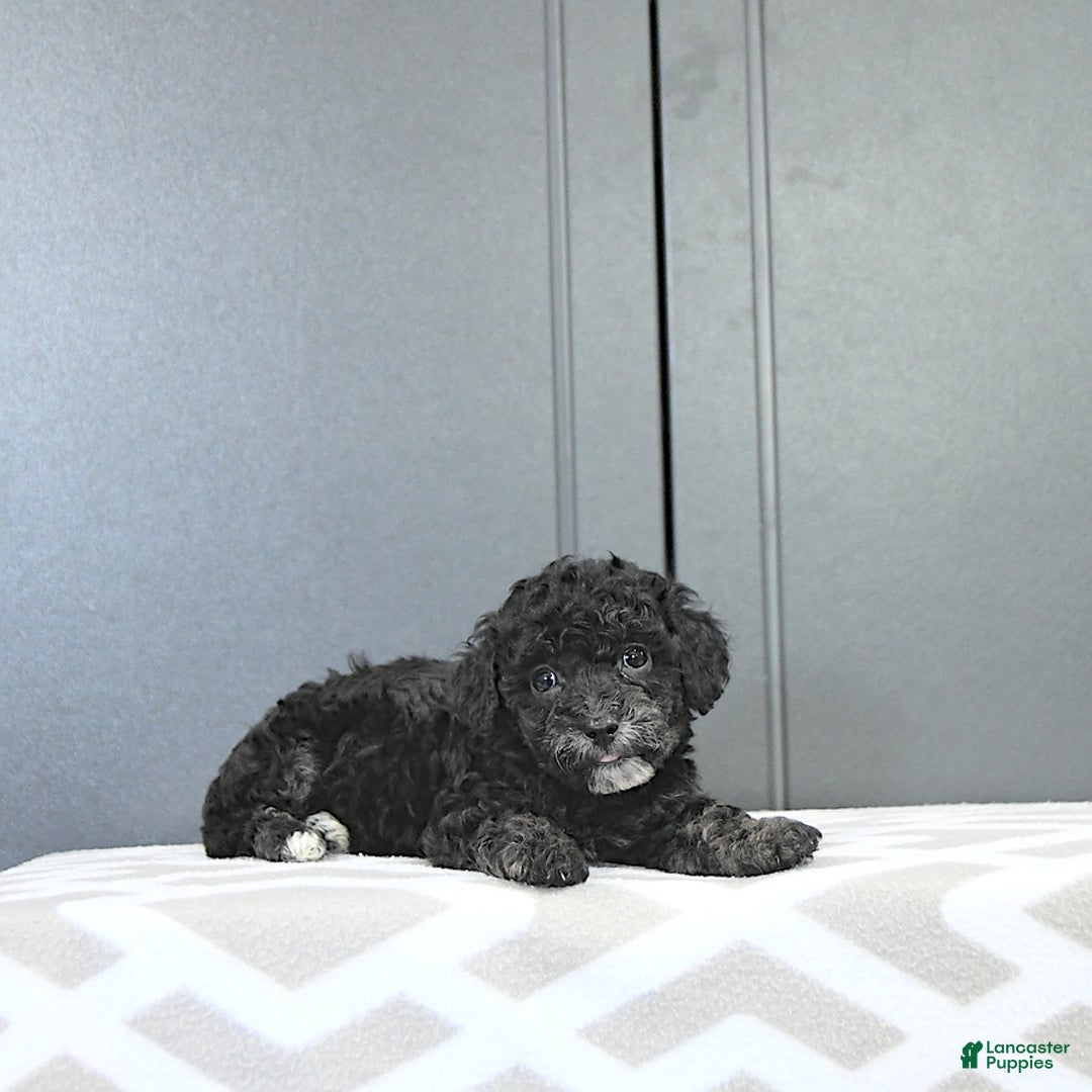 Miniature Poodle dogs for sale: Tessa Extra Small - Image 1