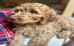 Goldendoodle dogs for sale: Goldendoodle 5 puppies - Image 28