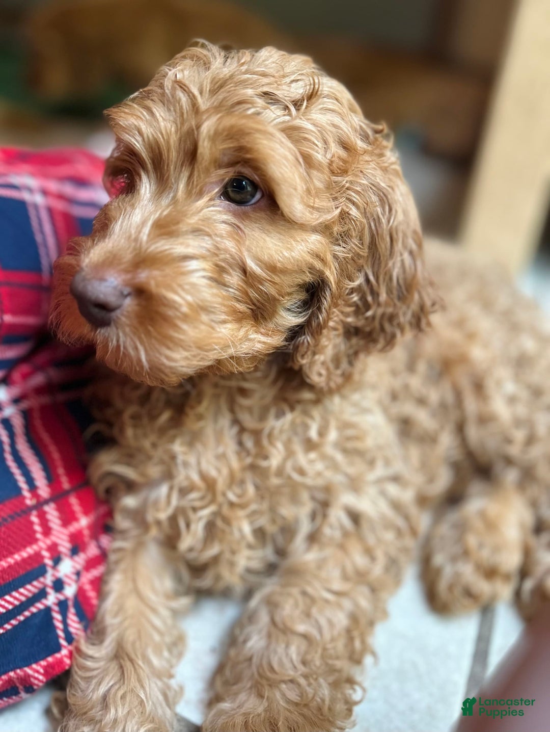Goldendoodle dogs for sale: Goldendoodle 5 puppies - Image 28