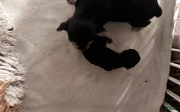 Yorkshire Terrier dogs for sale: Daisy - Image 1