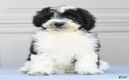 Maltipoo dogs for sale: Marshall - Image 1