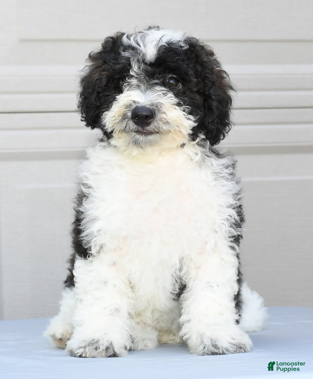 Maltipoo dogs for sale: Marshall - Image 1