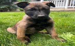 Belgian Malinois dogs for sale: Sierra - Image 7
