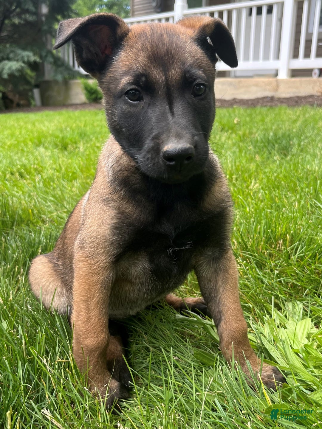 Belgian Malinois dogs for sale: Sierra - Image 7