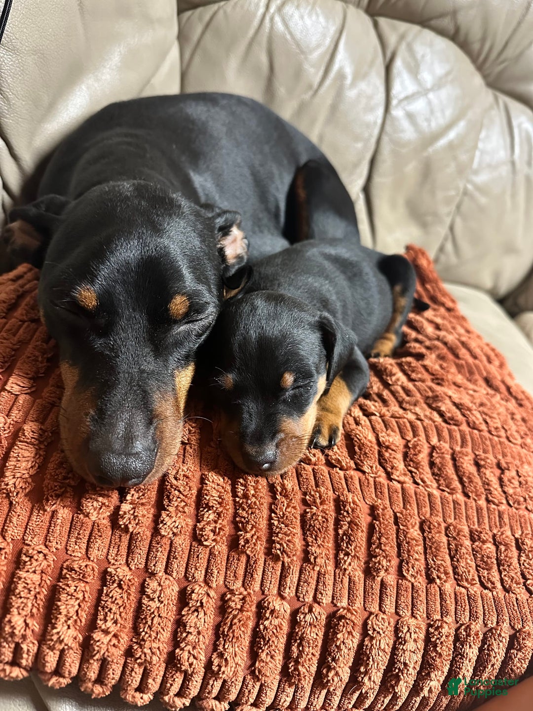 Miniature Pinscher dogs for sale: Onyx - Image 3