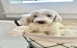 Labradoodle dogs for sale: Rosi - Image 1