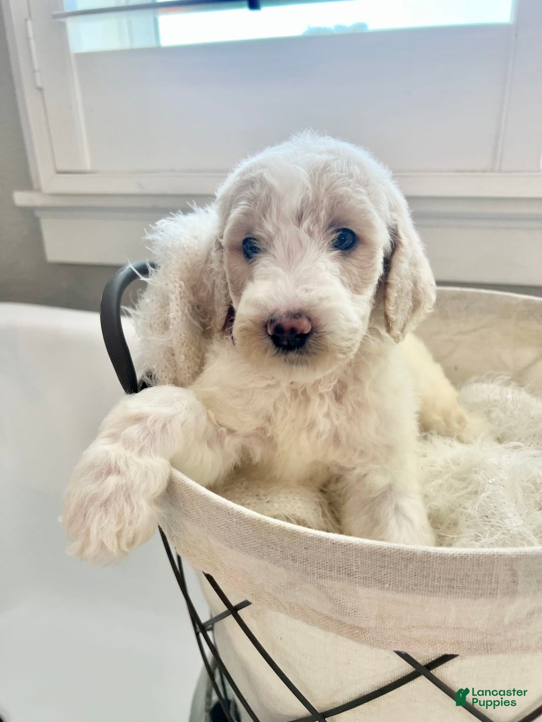 Labradoodle dogs for sale: Rosi - Image 1