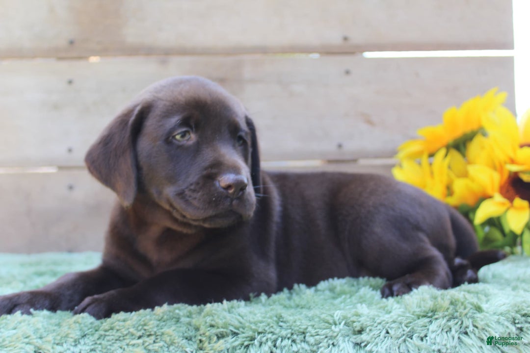 Labrador Retriever dogs for sale: Corky - Image 4