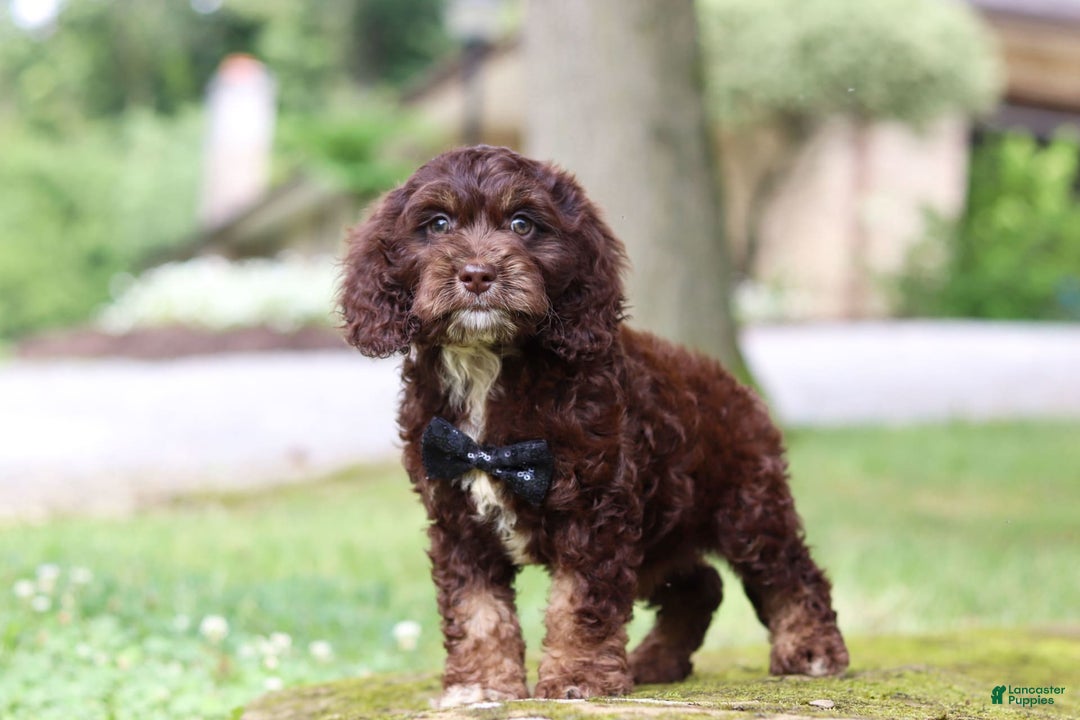 Cockapoo dogs for sale: Kane - Image 7