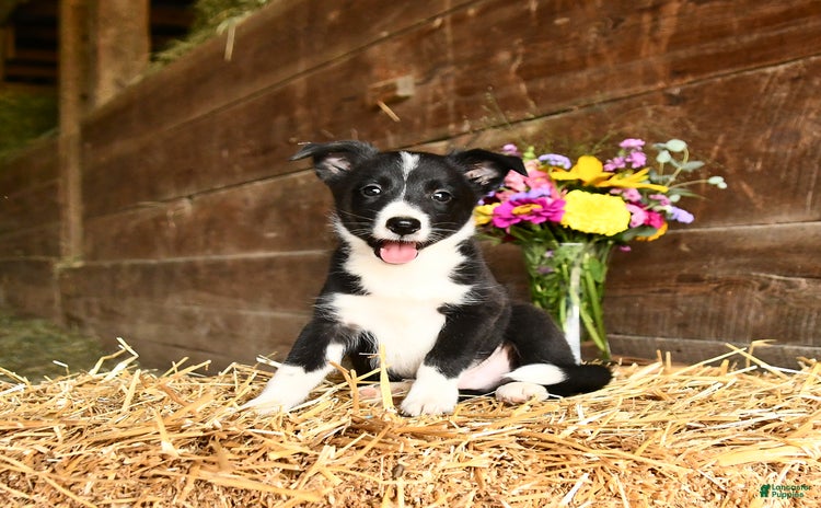 Shetland Sheepdog dogs for sale - Ad 4