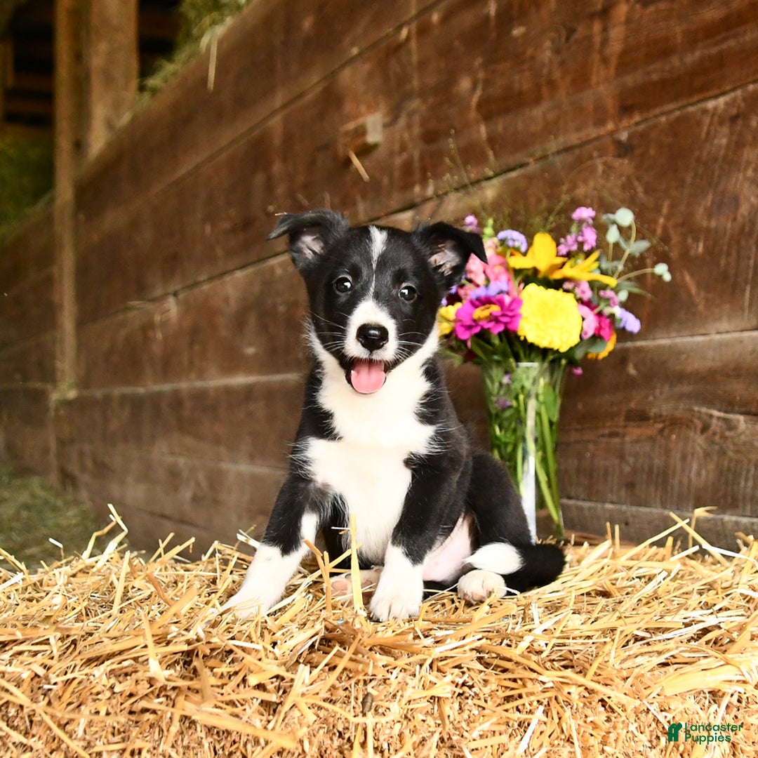 Shetland Sheepdog dogs for sale: Rusty - Image 1