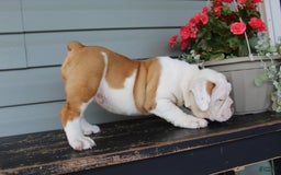 English Bulldog dogs for sale: Ruby - Image 2