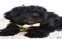 Shihpoo dogs for sale: Theo - Image 7